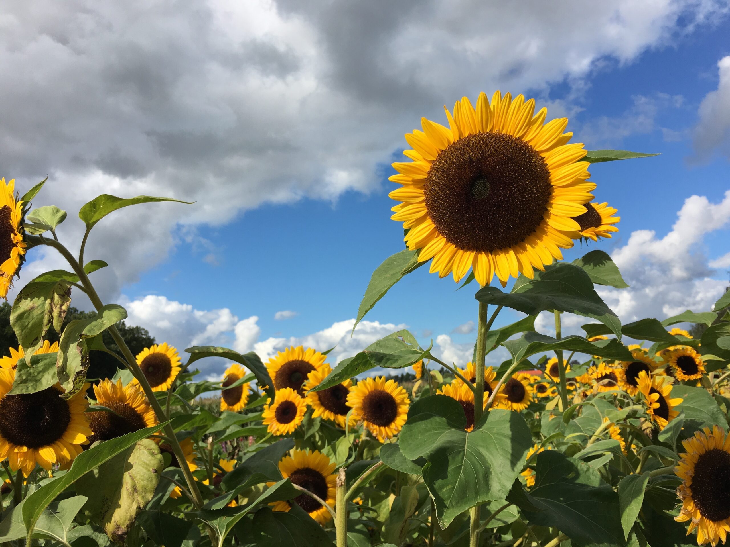 Sunflowers in field on sunny afternoon